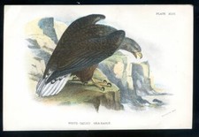 Ornithology, white-tailed  sea eagle