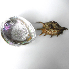 coquillage abalone ormeau