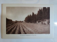 CULTURE DES PRIMEURS EN