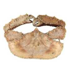 Crabe cryptopodia fornicata