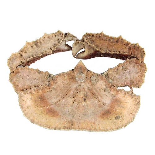 Crabe cryptopodia fornicata