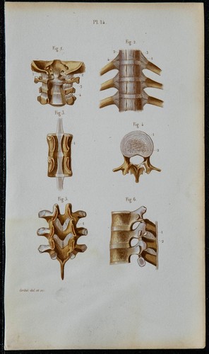 1852 planche anatomie - -,
