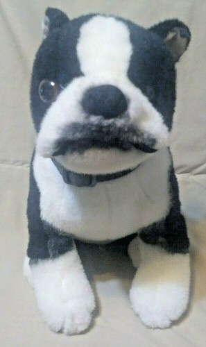 Schwarz boston terrier - f.a.o.,