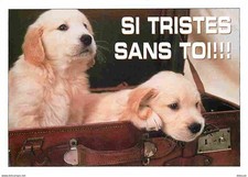 Carte postale animaux - postale,