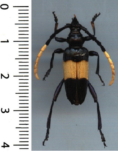 Cerambycidae pachyteria - cerambycidae,