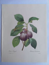 PLANCHE PJ REDOUTÉ PLUS BELLES FLEURS ET FRUITS PRUNE ROYALE LANGLOIS