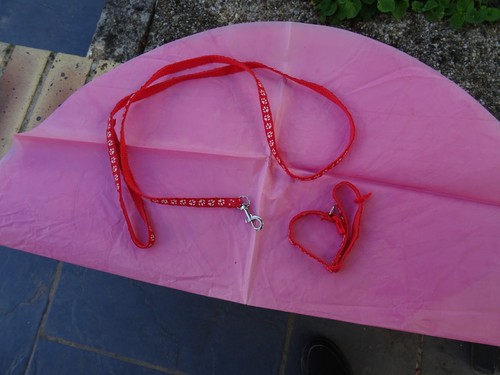 Laisse collier pour chiots - et,