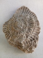 Ammonite, empreinte, Fossiles