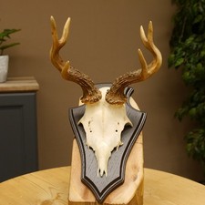 Chevreuil Anormal Bock Bois de