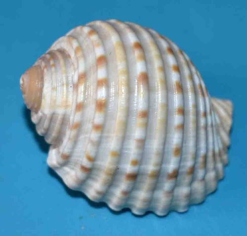 Sea shell coquillages - -,