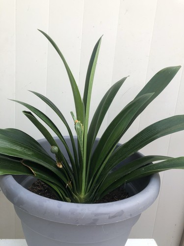 Clivia miniata bush - 1,