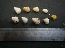 129.01 B -TUBA SULCATA - LOT N°1 X 9 - FOSSILE DU BASSIN PARISIEN