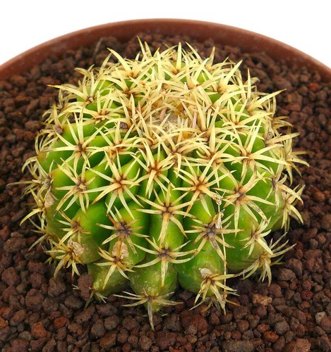 Echinocactus grusonii form
