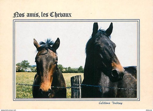 Carte postale animaux - -,