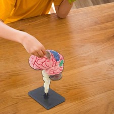 Modèle de cerveau humain