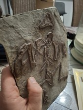 Fossile Confuciusornis