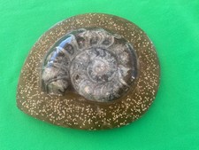 AMMONITE Fossile du Dévonien