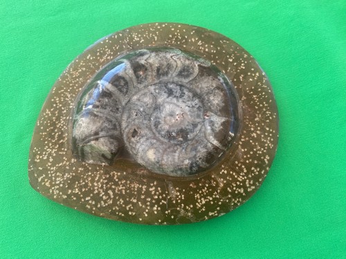 Ammonite fossile dévonien - ammonite, du