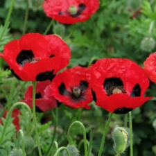 Coquelicot Lady Bird 100 Graines
