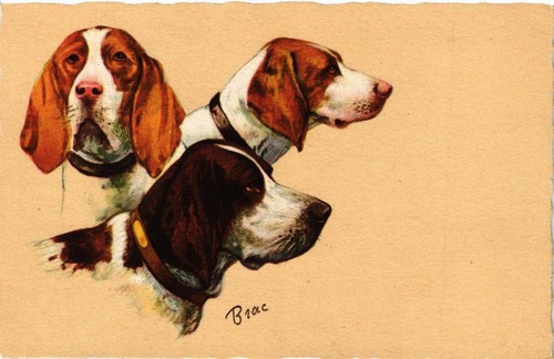 Cpa basset hound - cpa, ak