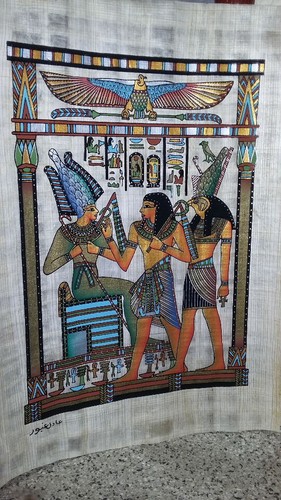 Papyrus ismaïlia véritable - papyrus, d'ismaïlia