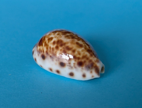 Cypraea lynx mm gem - cypraea,