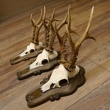 Cerf 3 Pièce Forts Rehböcke