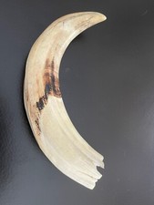 corne de phacochere 24 cm 