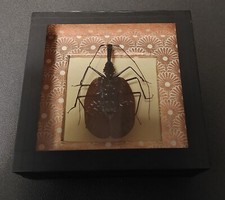 Histoire naturelle entomologie