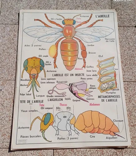 Affiche scolaire abeille - affiche,