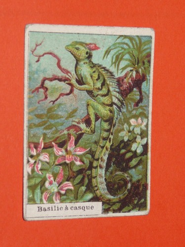 Chromo 1900 1925 chocolat - 1900-1925,