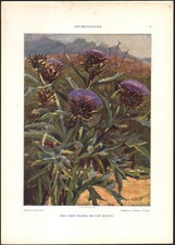 1900 Lithographie Artichauts