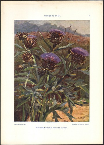 1900 lithographie artichauts - 1900,