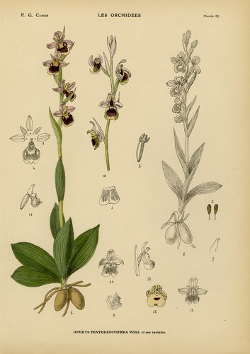 Antique print natural - antique, print-natural