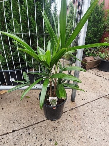 Lady palm live plant an - palm,
