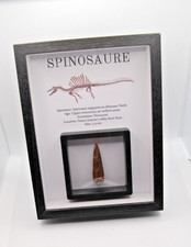 Veritable Dent De Spinosaure Fossile 5,5cm dans on cadre Et Certificat