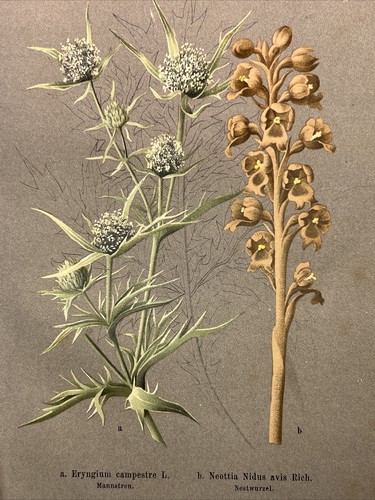 Gravure sur bois plantes