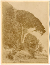 France, pin parasol Vintage