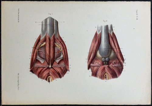 1866 périnée masculin - 1866,