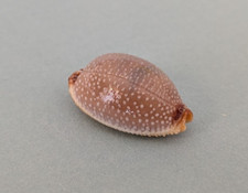 Cypraea Staphylaea Laevigata 20,4 mm f+++/gem Madagascar " Beau spécimen " R