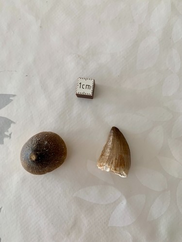 Lot dents fossiles - de, –