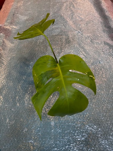 Monstera green - green, –