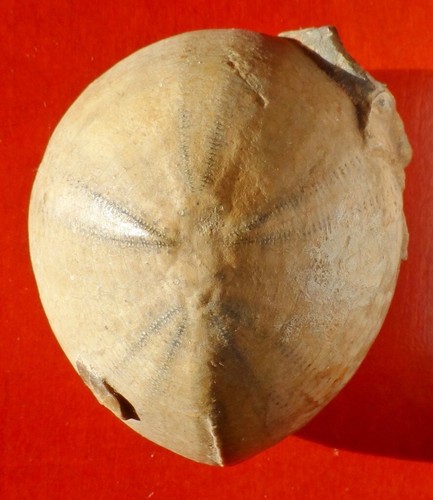 Oursin fossile crétacé - oursin,