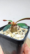 Euphorbia ramena ➡️--LIVE