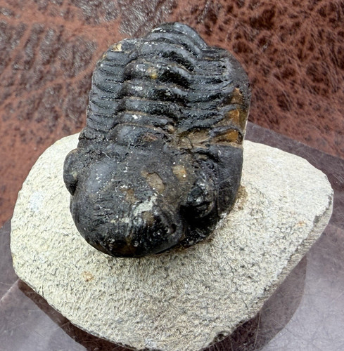 Trilobite sandstone from - trilobite, on