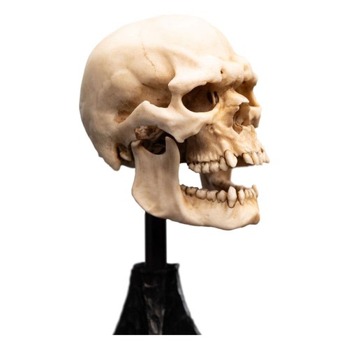 Weta workshop seigneur - weta, des