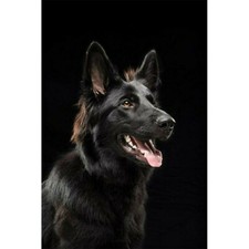 TOILE TABLEAUX BERGER ALLEMAND 50X70 CM