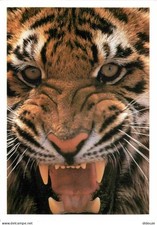 Animaux - Fauves - Tigre -