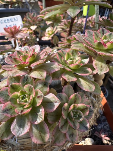 Aeonium green tea - tea,
