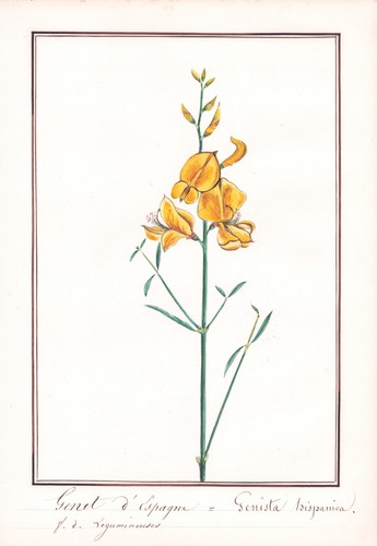 Genista hispanica espagne - genista,